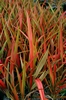 Phormium Jester